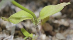 Neogaerrhinum filipes