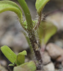 Neogaerrhinum filipes