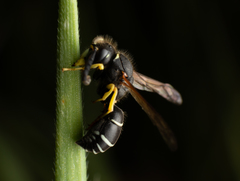 Odynerus