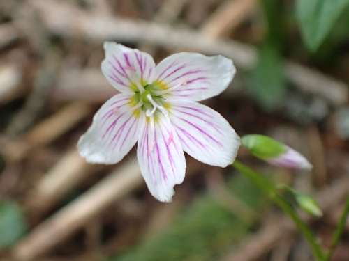 Claytonia caroliniana, photograph 6