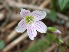 Claytonia caroliniana, photograph author not stated, no rights reserved