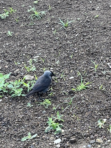 Eurasian Jackdaw