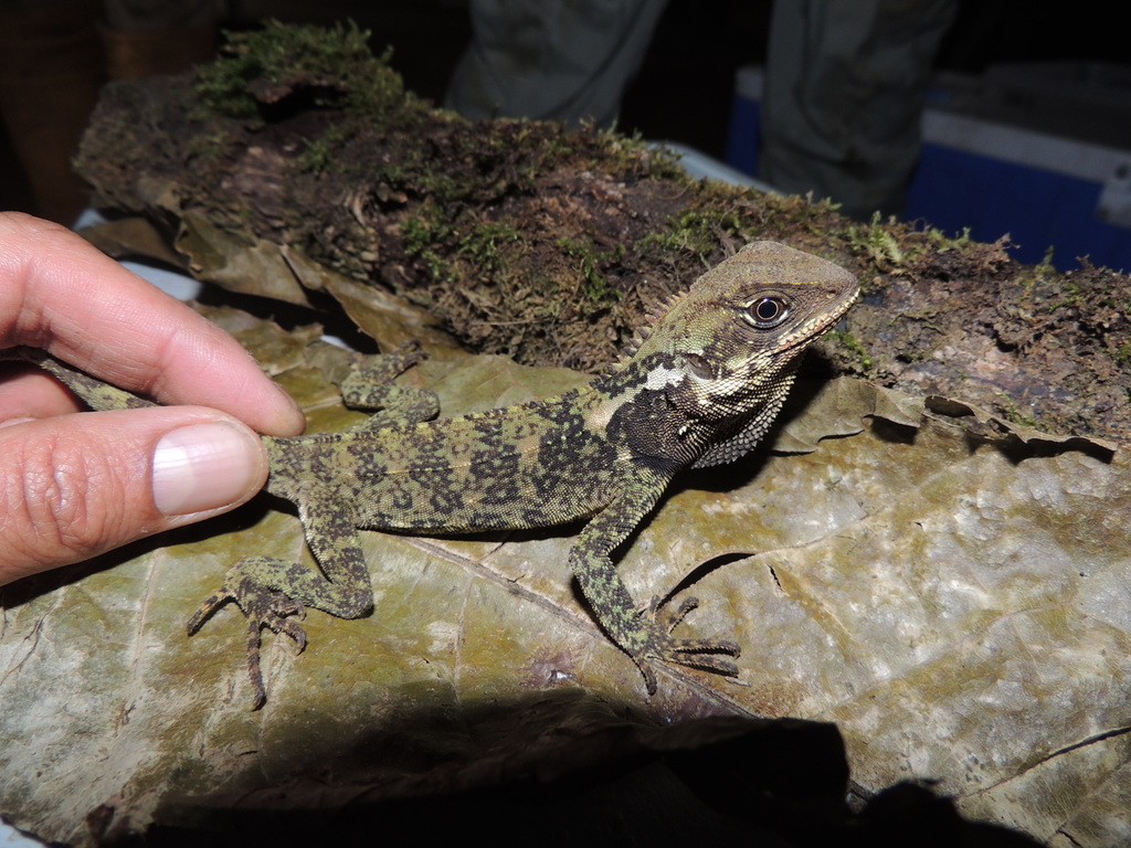 Touzet's Woodlizard