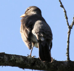 Turdus migratorius