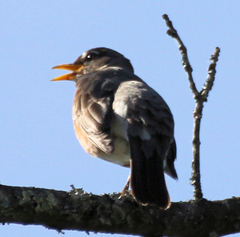 Turdus migratorius