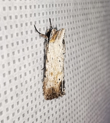 Catabena lineolata