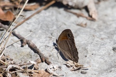 Cissia rubricata rubricata