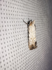 Catabena lineolata