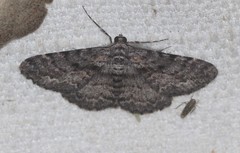 Boarmia suasaria