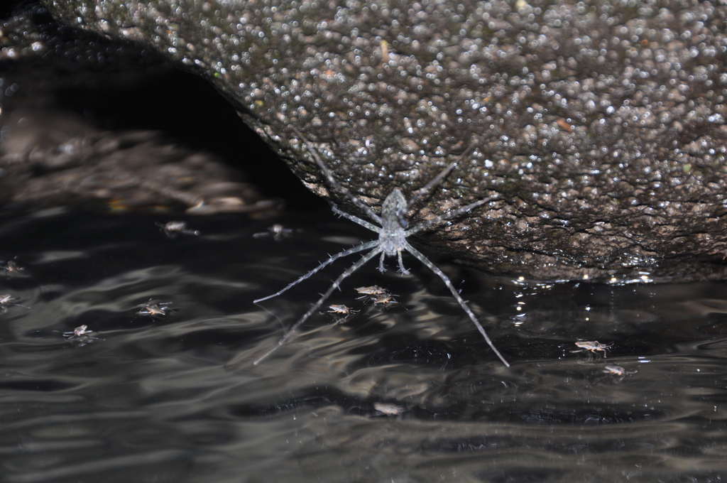 Hygropoda borbonica