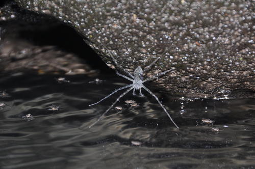 Hygropoda borbonica · iNaturalist