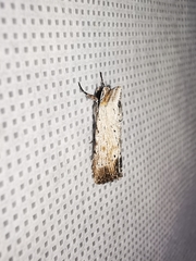Catabena lineolata