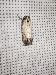 Catabena lineolata
