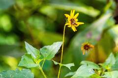 Helianthus debilis image
