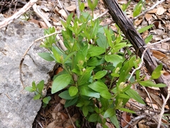 Spigelia texana