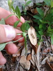 Spigelia texana