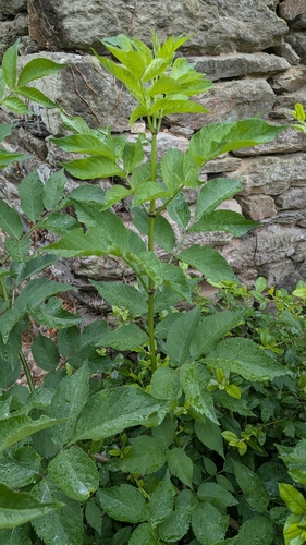 European black elderberry