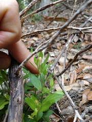 Spigelia texana