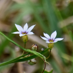 Sisyrinchium rosulatum