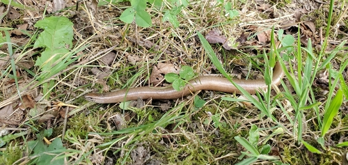 Common Slowworm