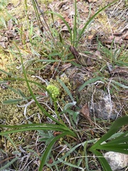 Melanthieae