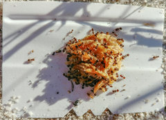 Meranoplus peringueyi