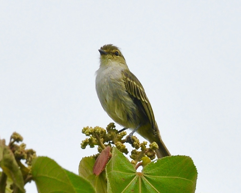 Zimmerius chrysops image