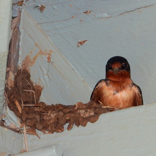 Barn Swallow