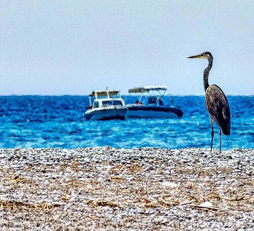 Grey Heron