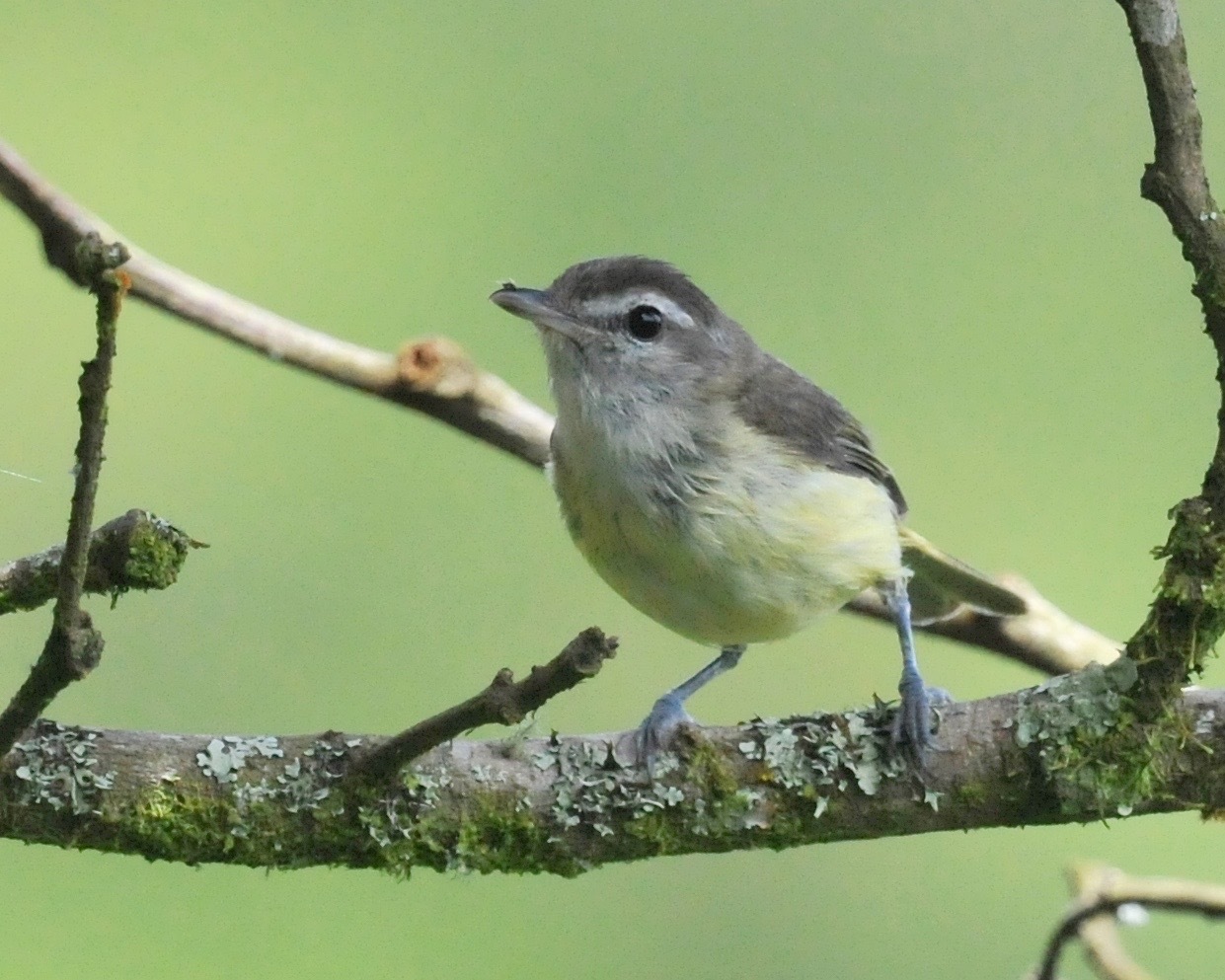 Vireo image