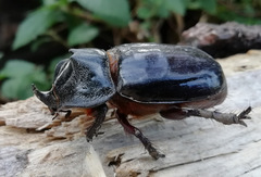 Heterogomphus