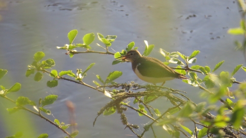 iNaturalist image