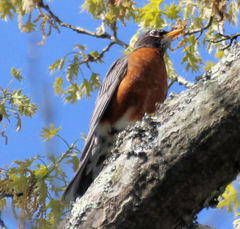 Turdus migratorius