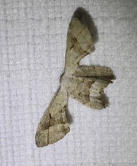 Phazaca leucocephala