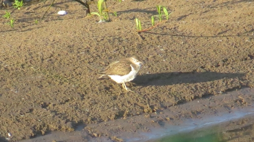 iNaturalist image