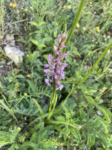 Fragrant Orchid