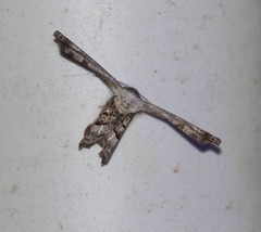 Phazaca interrupta
