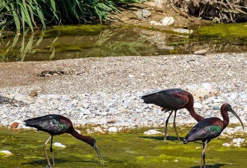 iNaturalist: (c) Aurelian Olaru, some rights reserved (CC BY-NC), uploaded by Aurelian Olaru iNaturalist image