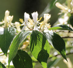 Lonicera maackii