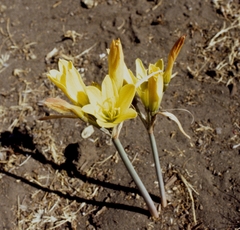 Zephyranthes gilliesiana