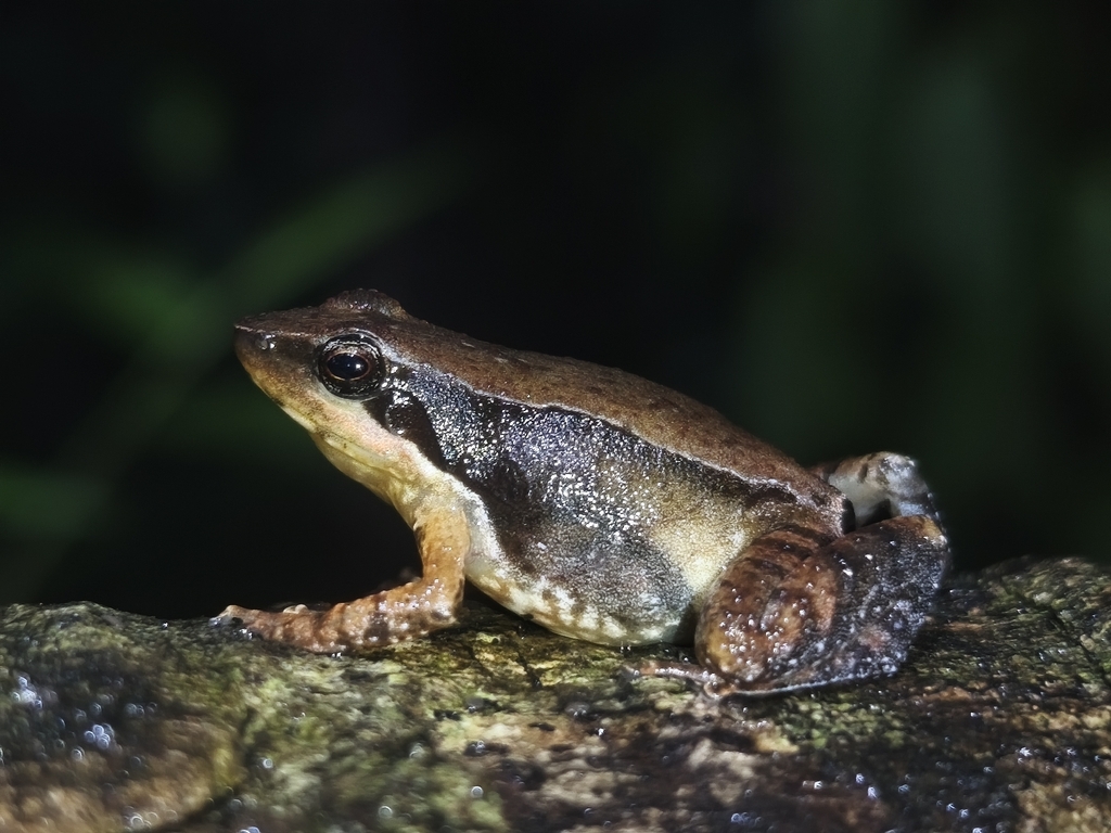 Kurichiyar Dancing Frog