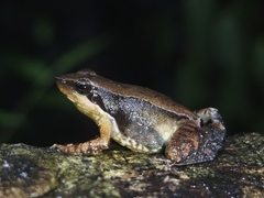 Kurichiyar Dancing Frog photo 1