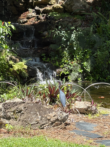 iNaturalist image