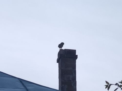 Little Owl