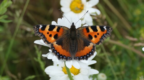 Small Tortoiseshell