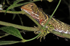 Enyalioides laticeps