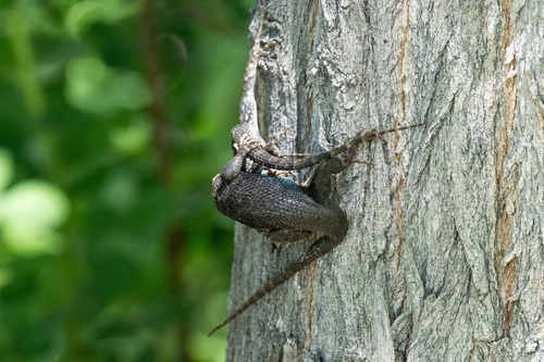 iNaturalist observation photo of Western Fence Lizard