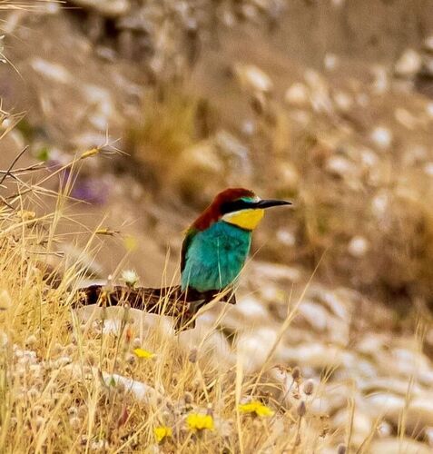 European Bee-eater