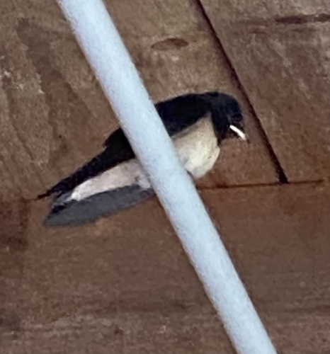 Barn Swallow