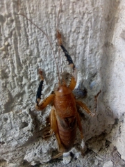 Nesoecia nigrispina